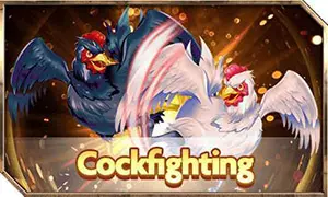 Cock Fighting